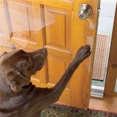 How To Stop Dogs Scratching Glass Doors